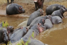 河馬能否私人養殖，屬于危險動物不能私人養殖